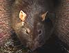 Medium: Photoshop. Composite of a 3DS MAX render  of tunnel & photo of rat. Talons of Weng-Chiang 'teaser' poster.